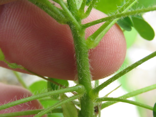 Statusis kiškiakopūstis nuotrauka