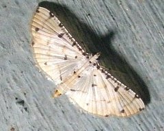 Pycnarmon cribrata