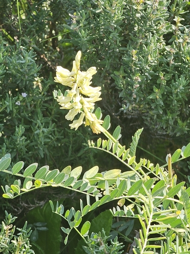Lesser Milk-vetch (Astragalus odoratus)