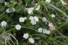 Acleisanthes