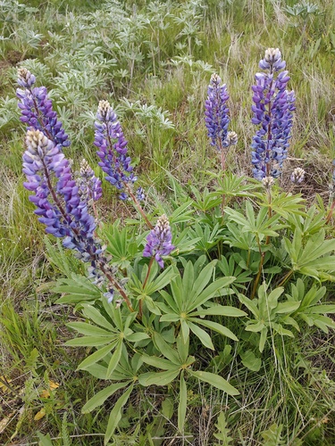 Hairy Bigleaf Lupine (Lupinus prunophilus)