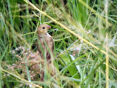 Sporophila torqueola