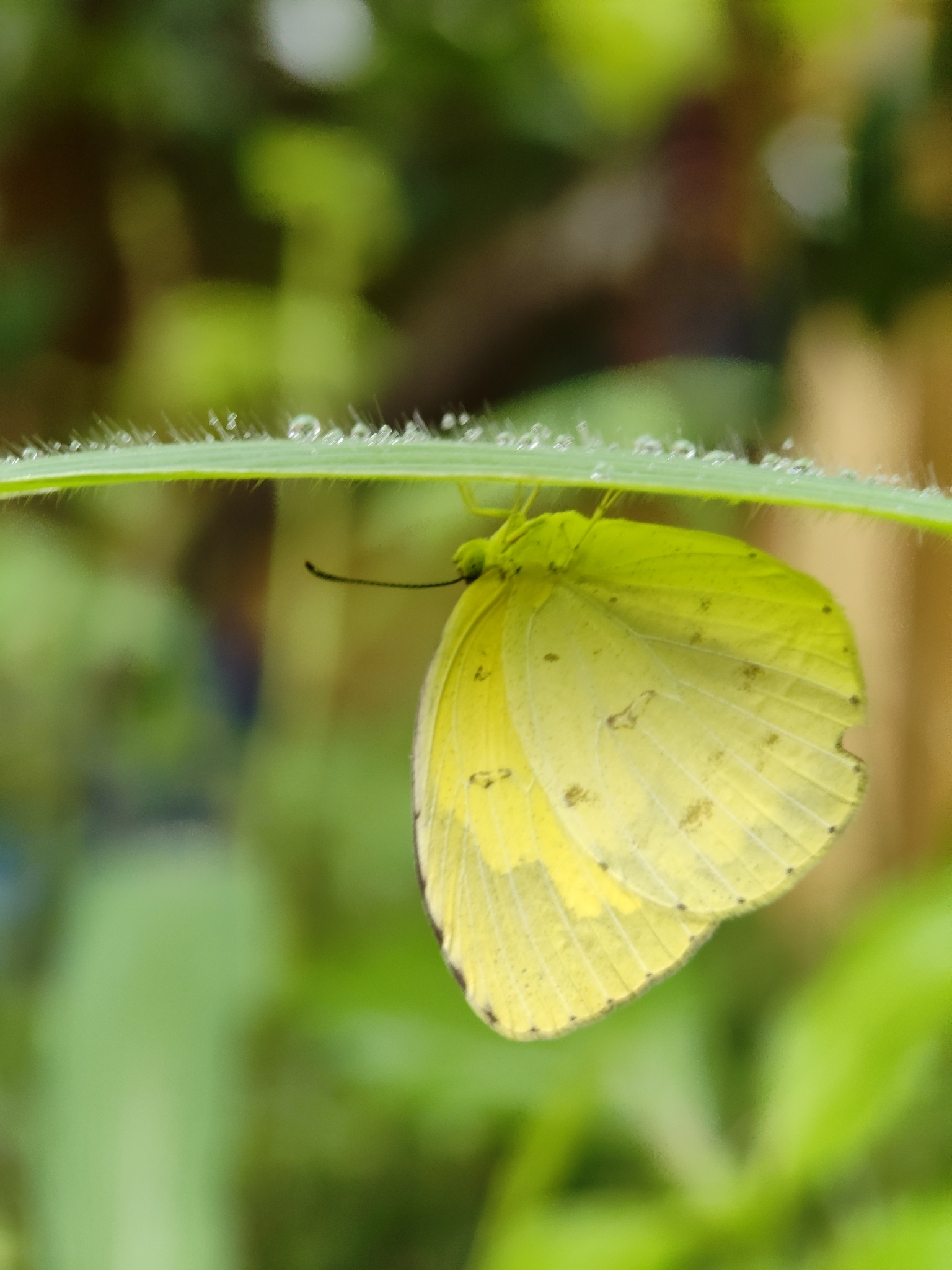 Common Grass Yellow