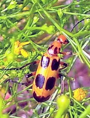 Pyrota perversa