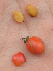 Crataegus calpodendron