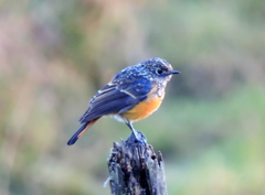 Phoenicurus frontalis