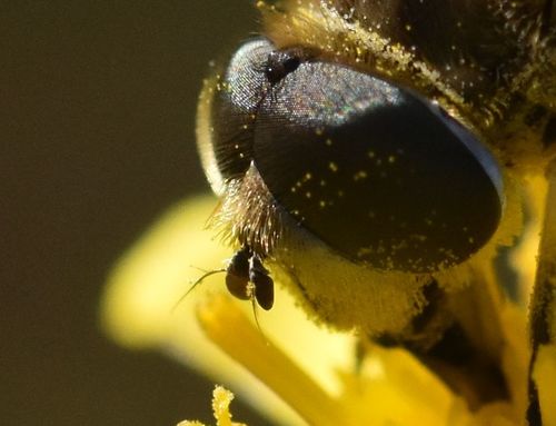 Eurasian Drone Fly
