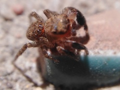 Euophrys rufibarbis