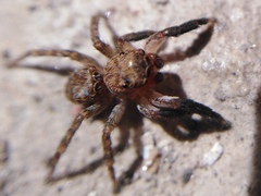 Euophrys rufibarbis
