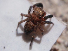 Euophrys rufibarbis
