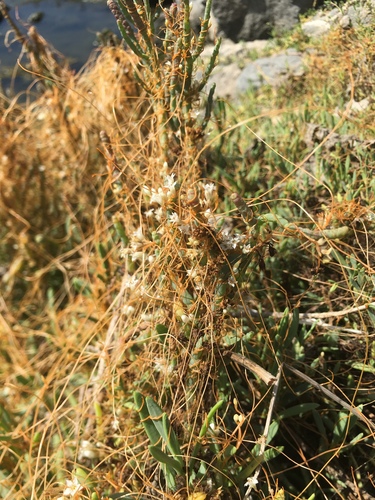 iNaturalist observation photo of Pacific goldenthread