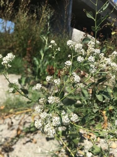 iNaturalist observation photo of broadleaved pepperweed
