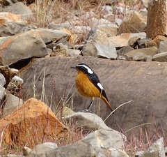 Phoenicurus moussieri