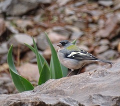 Fringilla coelebs africana