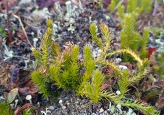 Spinulum annotinum alpestre