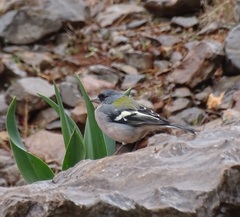 Fringilla coelebs africana