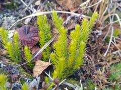 Spinulum annotinum alpestre