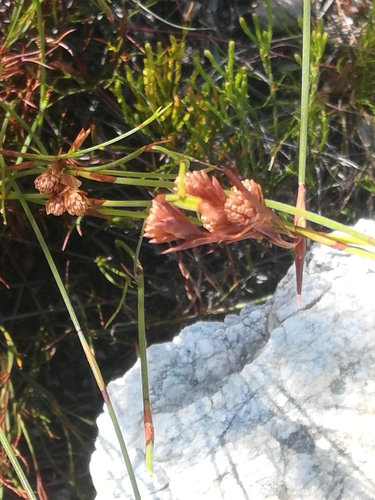 Image of Staberoha cernua by (c) Noeleen du Toit, some rights reserved (CC BY-SA)