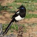 Maghreb Magpie - Photo (c) Anja Cervencl, some rights reserved (CC BY-NC), uploaded by Anja Cervencl