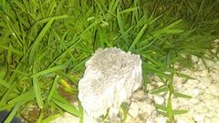 Pseudodiploria strigosa