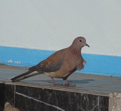 Streptopelia senegalensis