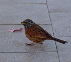 Emberiza sahari