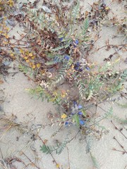 Polemonium boreale