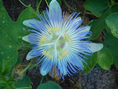 Passiflora arizonica