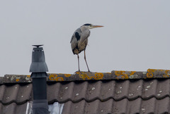 Ardea cinerea