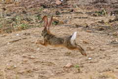 Mediterranean Hare photo 2