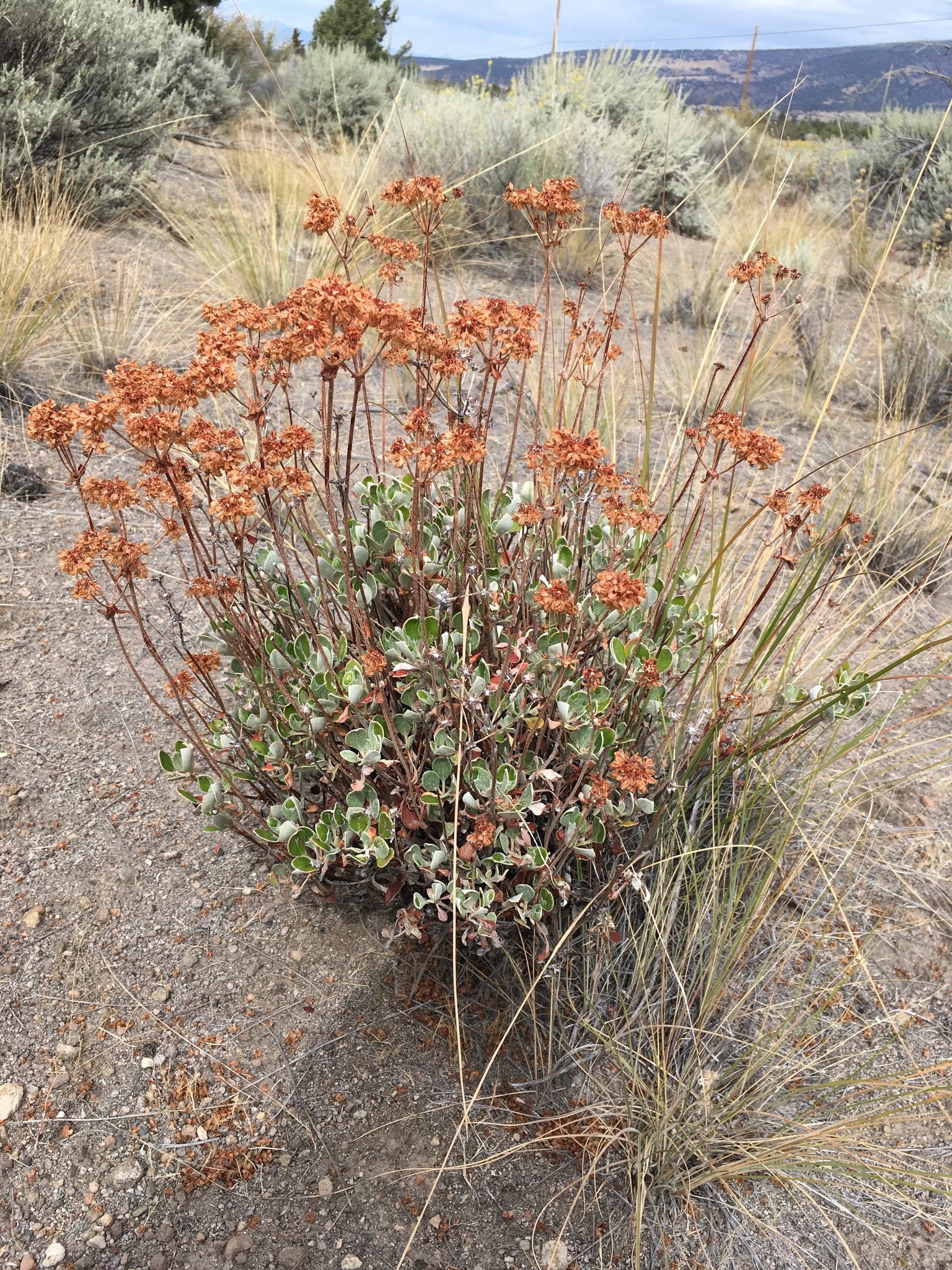 Eriogonum umbellatum var. dumosum
