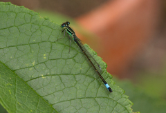 Ischnura elegans