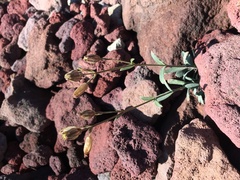 Silene grayi