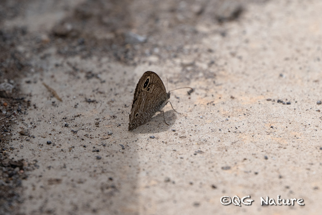 Ypthima dromon