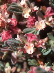 Polygonum shastense