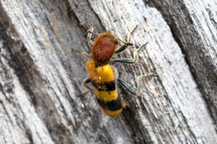 Trichodes bibalteatus