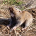 Camas Pocket Gopher - Photo (c) Ian Silvernail, Institute for Applied Ecology, some rights reserved (CC BY-SA)