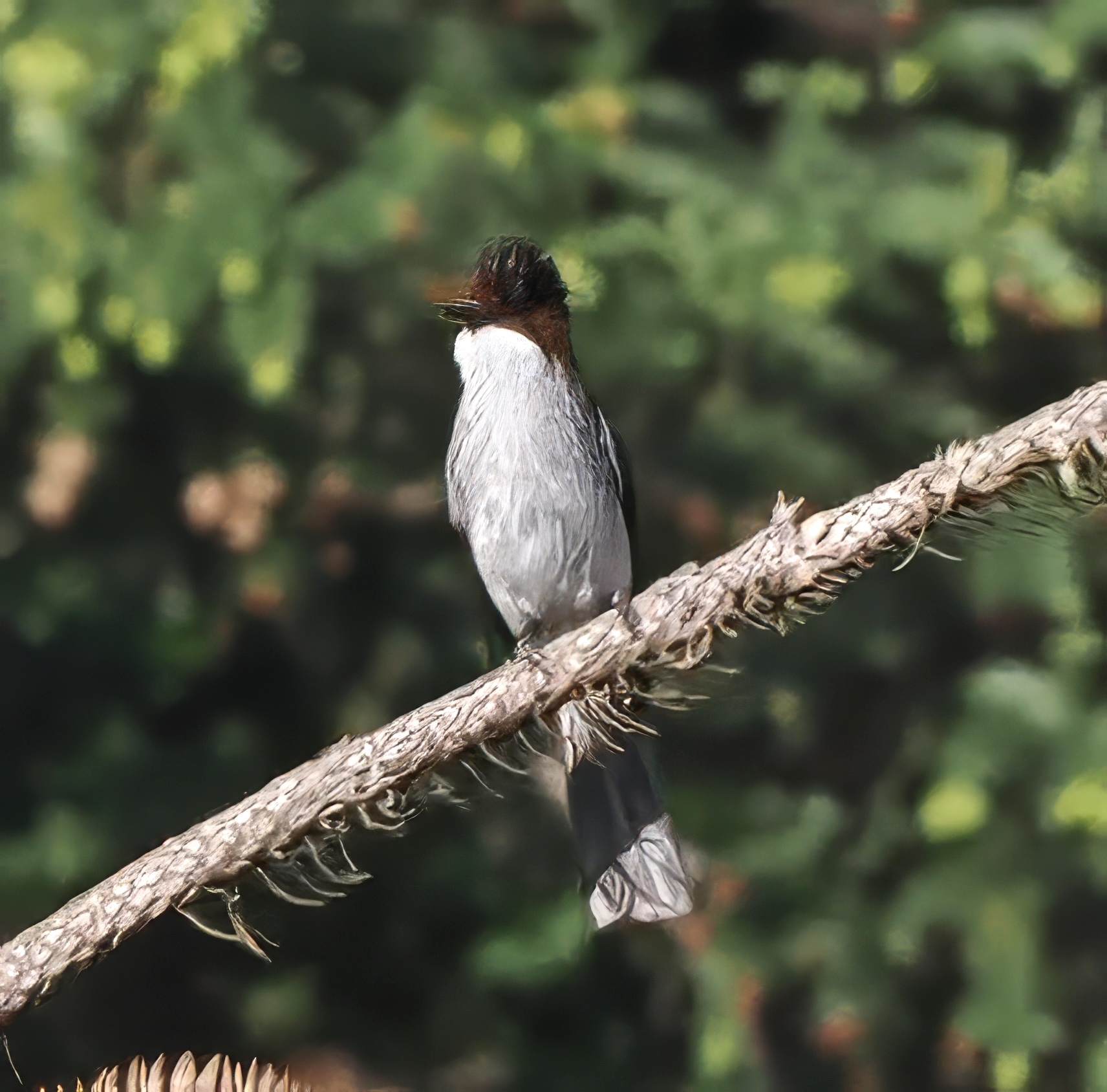 Chestnut Bulbul