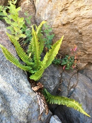 Polystichum imbricans imbricans
