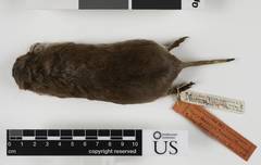 Central Texas Pocket Gopher photo 3