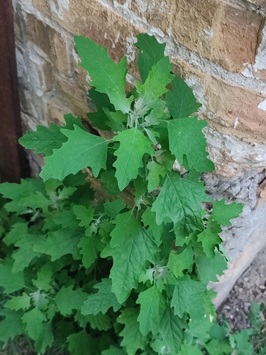 Ukrainian Goosefoot (Chenopodium ucrainicum)