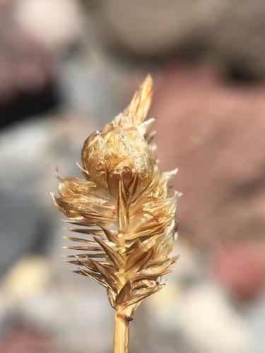 Image of Carex breweri by (c) Matt Berger, some rights reserved (CC BY)
