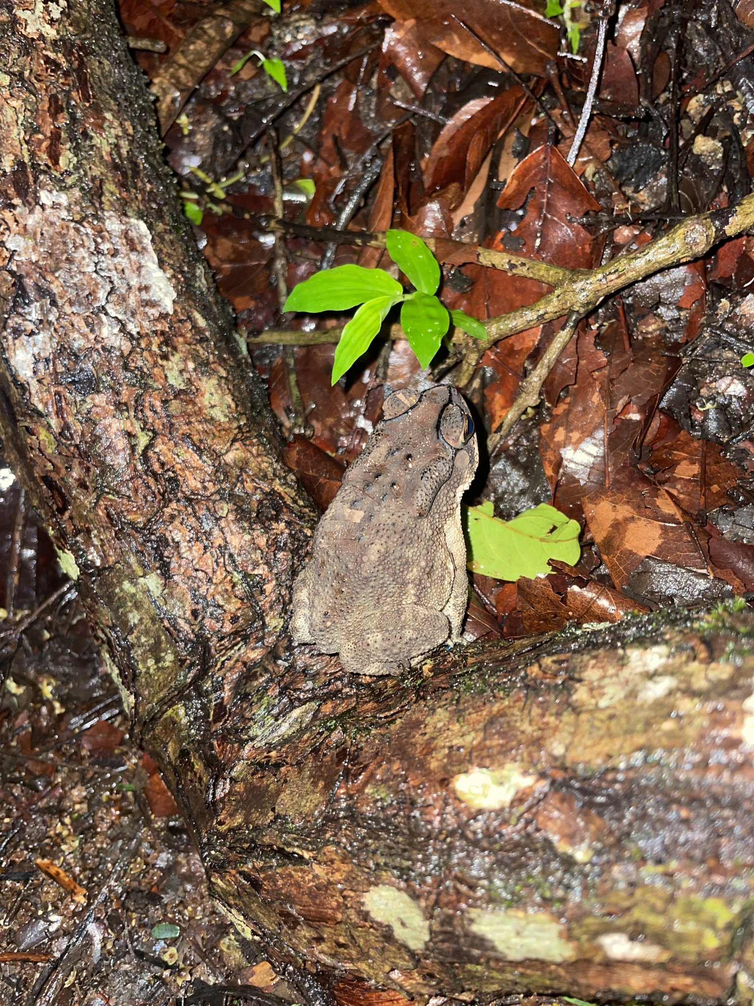 Indian Common True Toad