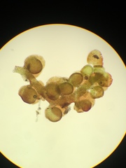 Frullania bolanderi
