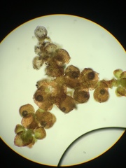 Frullania bolanderi