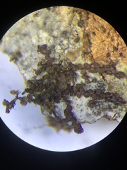 Frullania bolanderi