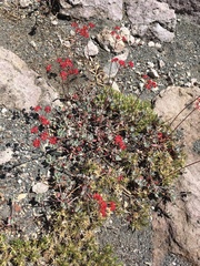 Eriogonum marifolium