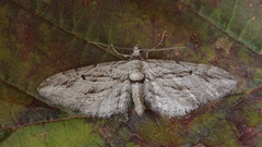 Eupithecia phoeniceata