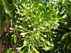 Cestrum glanduliferum