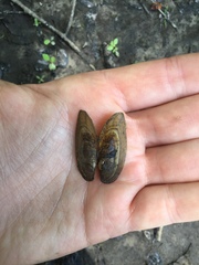Elliptio folliculata